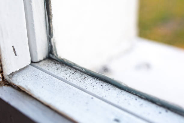 Best Biohazard Mold Removal  in Los Molinos, CA