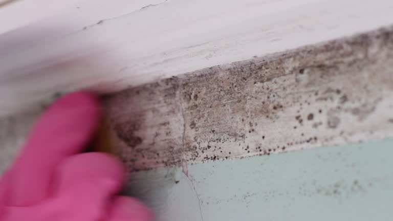 Best Mold-Related Health Consultation  in Los Molinos, CA